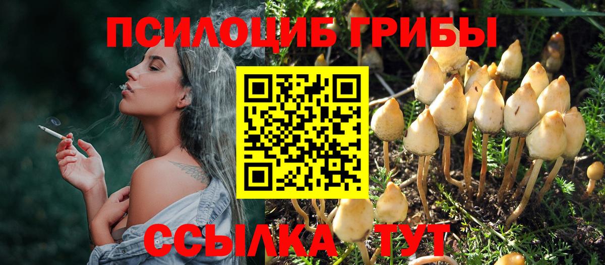 Галлюциногенные грибы Psilocybe Арзамас
